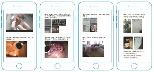 母猪产仔全程饲养管理，涵盖六大关键阶段