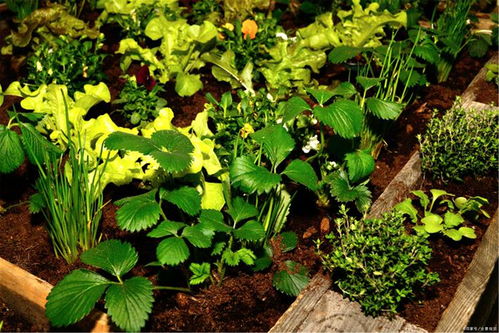 春日萌芽，夏秋绽放