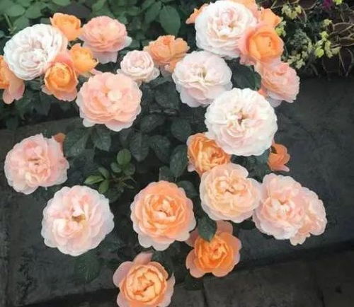 月季对低温的忍耐力