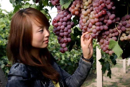 喷红果树的催红素，喷几遍才好？