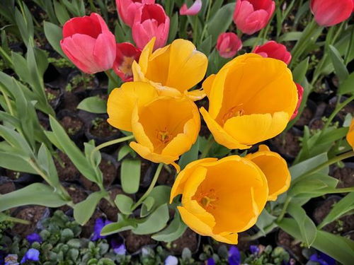 北方冬季种植， 这些花卉耐寒又芬芳