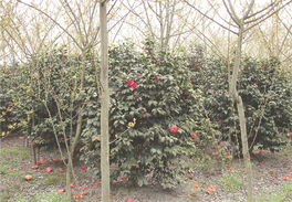 成者阝花卉苗木， 美得让人心醉