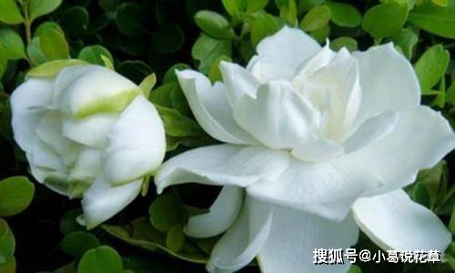 栀子花新叶烂了是浇水过多还是病虫害