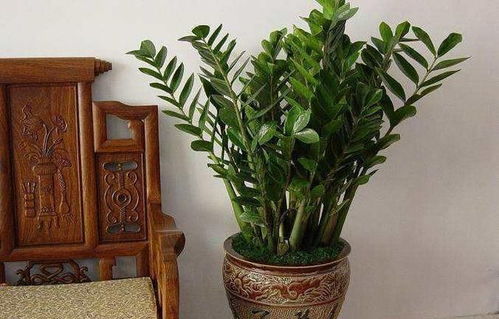 2. 换盆前的准备工作