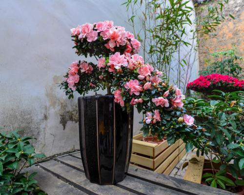 红裙搭配盆栽的巧思