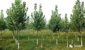 树种选择，讲究“适地适树”