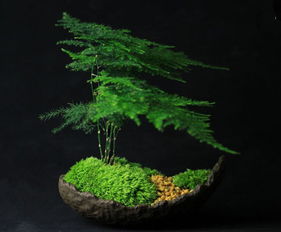 草类植物， 清新的气息