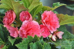 球根海棠种球的冷藏法