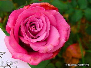 修剪与施肥，双重呵护