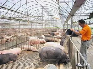 养猪饲料成本高怎么办？老司机实测省300元/吨配方，有哪些避坑指南？