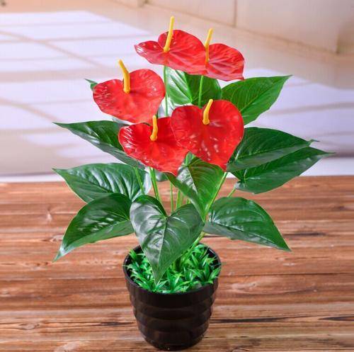 红掌的生长环境