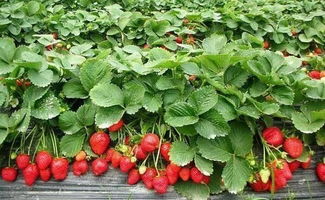 农业防治，你得试试