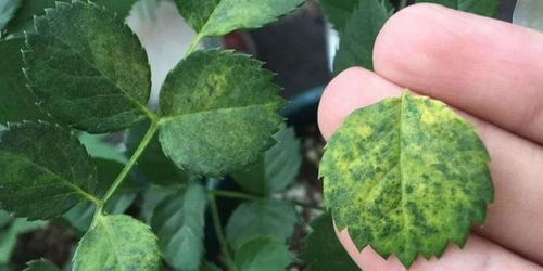 月季红蜘蛛防治，特效药揭秘！