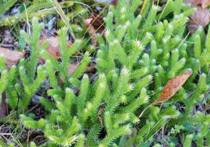 种子的贵与贱，原来有这么多说道！