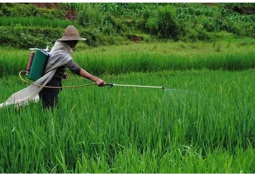 种类繁多， 各有千秋