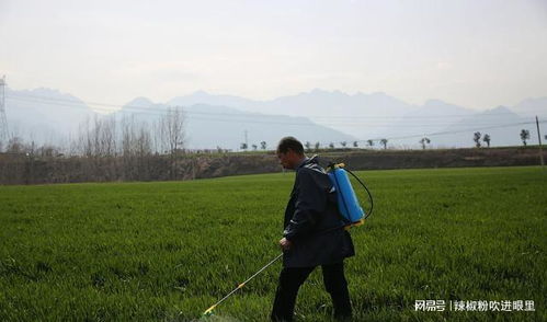 小麦播种后多久以及什么时期Zui适合打除草剂这个？