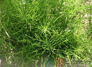 不同环境的黄金配方：