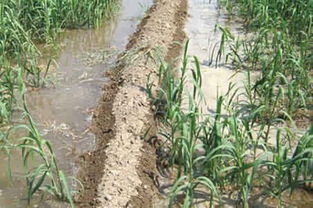 阿拉善：沙漠中的明珠