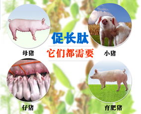 中草药催肥猪，日增重1.5