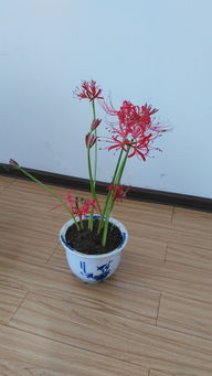 彼岸花绽放时为何叶子先长