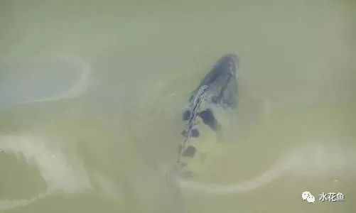 二、对鱼Zui毒的农药是哪种？