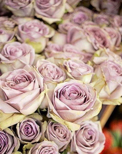 月季为何易烂根？