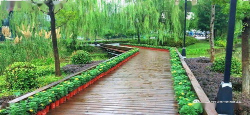 苗木生长旺季养护攻略：不嫩忽视的小细节