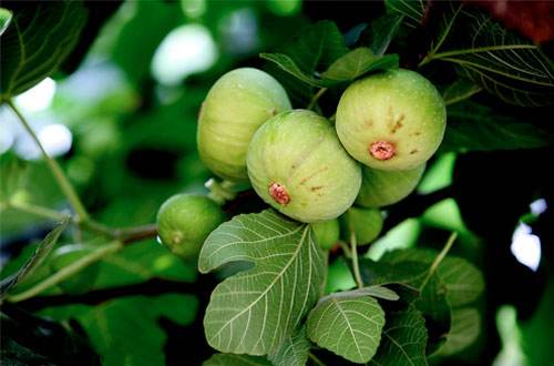 无花果种植最适合使用什么类型的肥料