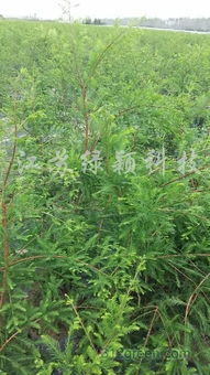 中山杉小苗，批发有优惠