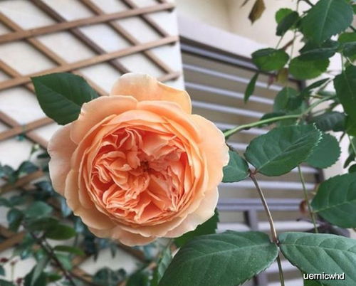 月季配土，花友们的春天秘密