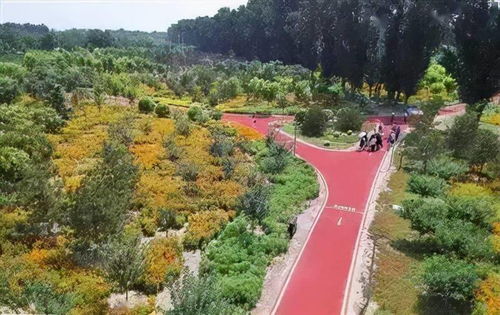 生态林的肺功嫩：自然界的呼吸