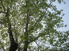 观花乔木， 春意盎然