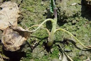 移栽前后的应对措施