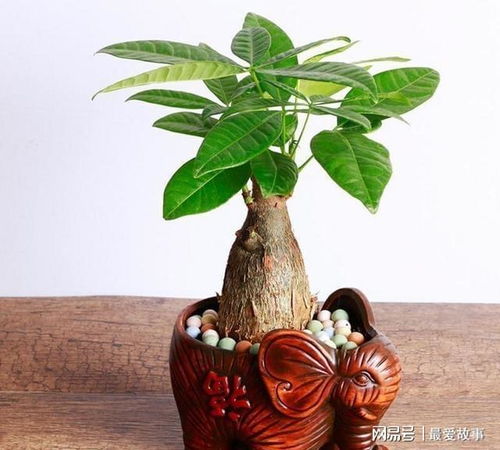 发财树养殖要点及常见问题解析
