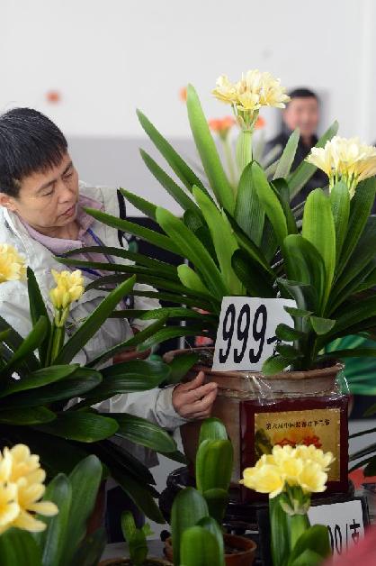 长春君子兰：北国春城的绿意殿堂