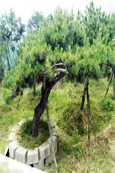 黑松15米价格之谜，造型黑松价值几何？