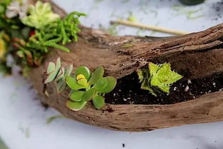 找天然缝隙，分株梗顺利