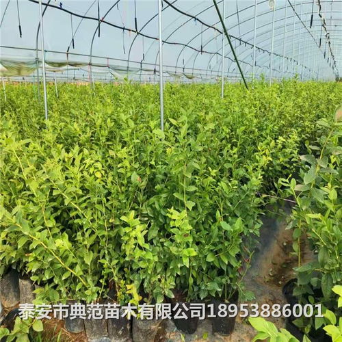 封闭阳台党， 打造立体花柱