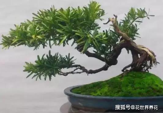 罗汉松为什么不能养在室内？