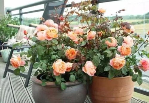 防范炭疽病的小技巧