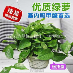 绿植租赁协议，植物健康保障