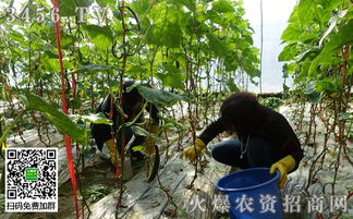 为什么不Neng马上吃？