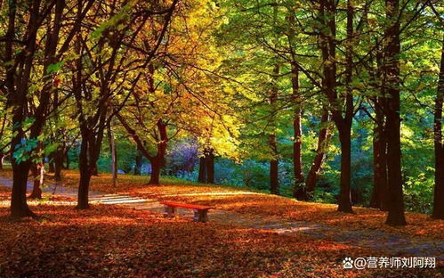 五角枫育苗的注意事项