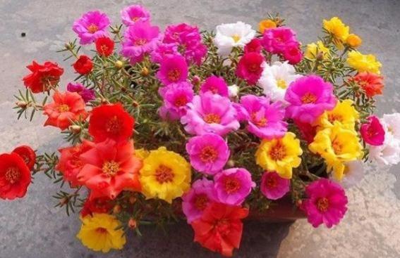 你敢信？去年我给太阳花喂了豆饼肥， 后来啊招来一窝蟑螂...