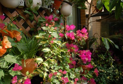 江苏这个季节适合种植什么花呢？