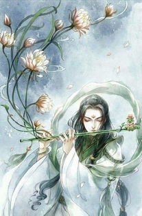 将星美人掉叶子，是何原因导致