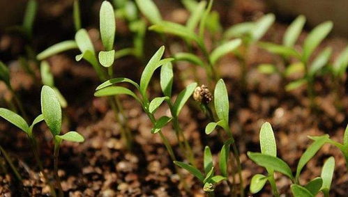 油麻藤种子播种前的“催芽”大揭秘