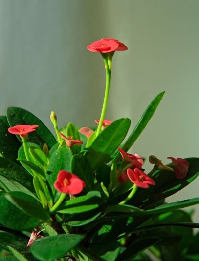 南方五月的其他美丽花卉