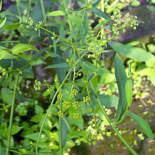 八、柴胡播种的技巧