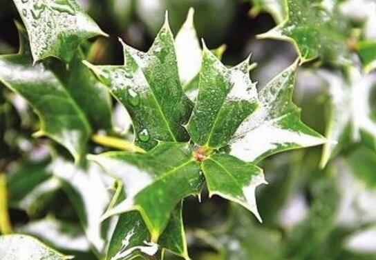 金丝桃：美丽与药用的结合